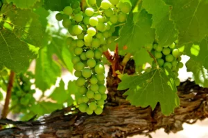 Brosseau Vineyard Old Vine Chardonnay