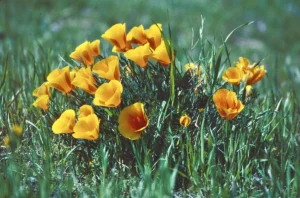 Yellow flowers in grass.