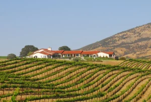 A house in the background of a vineyard.
