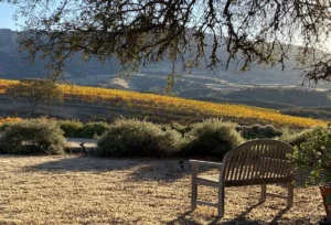 A peaceful bench under a tree, overlooking a vineyard.
