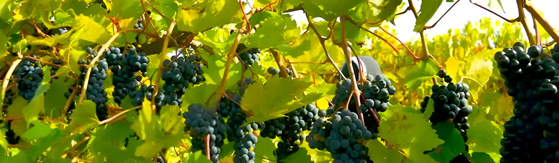 A cluster of ripe grapes hanging on a vine, ready to be harvested.