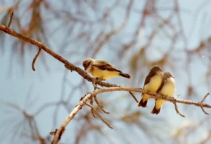 Small birds sitting together on a branch.