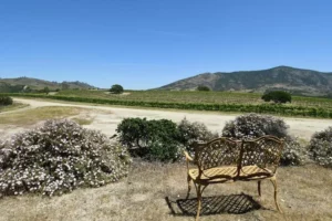 Scenic bench overlooking Pinnacles vineyard