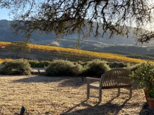 Relaxing spot by Pinnacles vineyard bench
