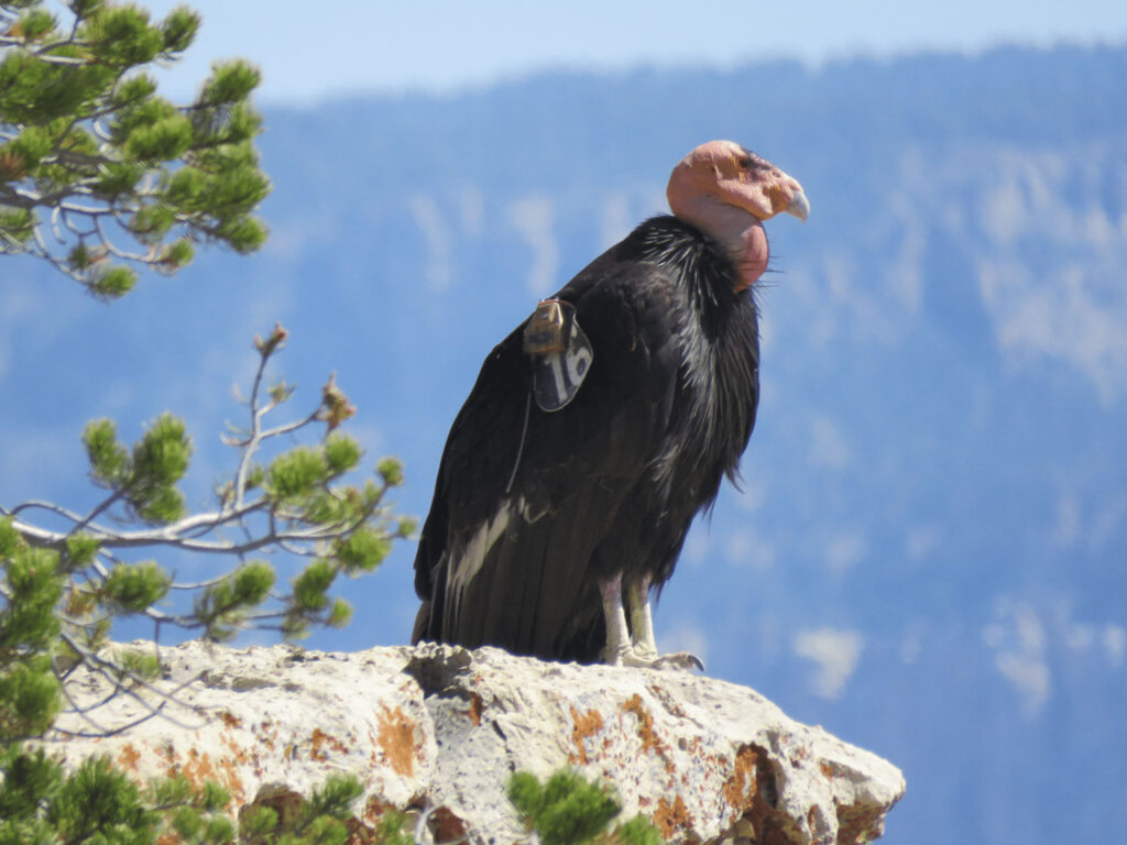 California condor at Pinnacles National Park.