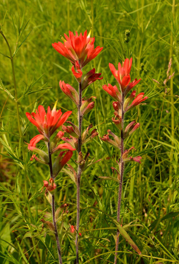 Castilleja coccinea.