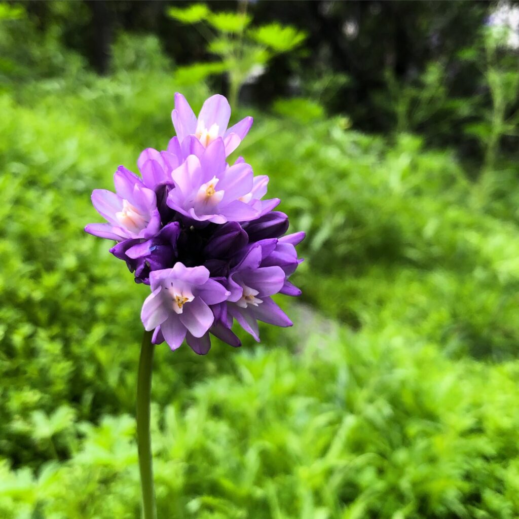 Blue dicks blooming.