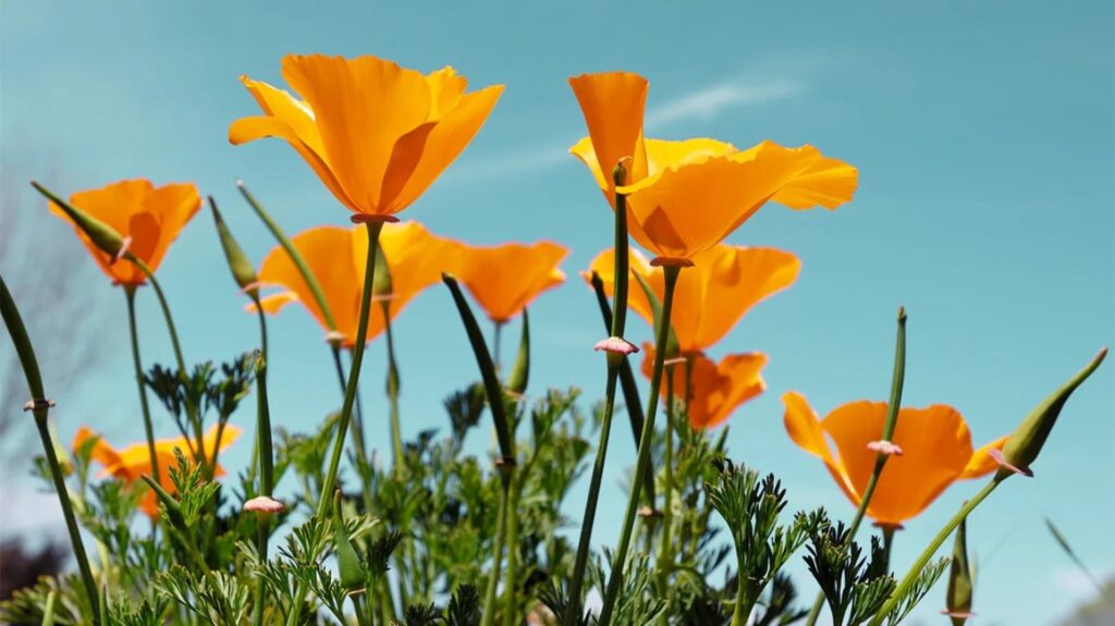 California Poppy.