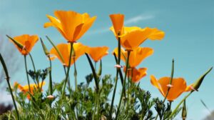 California Poppy.