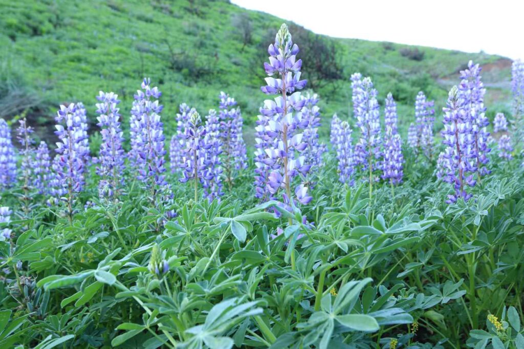 Lupine Flowers.