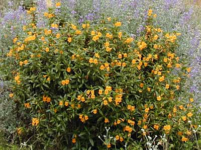 Sticky monkey flower.